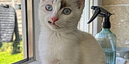 Milky participe au concours pour gagner de l'argent avec cette photo : kitten, cat, white_cat, blue_eyes, window, windowsill, marble, indoor, pet, young_cat, curious, feline, fur, tail, domestic_cat, natural_light, house, kitchen, spray_bottle, animal