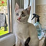 kitten, cat, white_cat, blue_eyes, window, windowsill, marble, indoor, pet, young_cat, curious, feline, fur, tail, domestic_cat, natural_light, house, kitchen, spray_bottle, animal