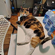 Cali is registered to the contest to win money with this photo: cat, calico_cat, table, chair, water_bottles, vacuum_cleaner, kitchen, floor, wood_floor, mugs, darth_vader, pet, domestic_animal, furniture, curious, relaxed, indoor, white_table, orange_black_white_fur, household