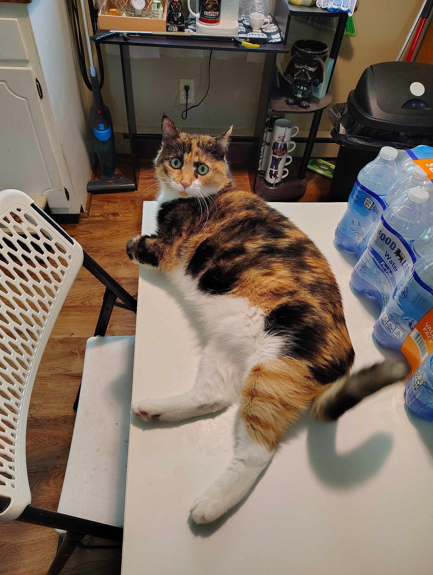 Cali is registered to the contest to win money with this photo: cat, calico_cat, table, chair, water_bottles, vacuum_cleaner, kitchen, floor, wood_floor, mugs, darth_vader, pet, domestic_animal, furniture, curious, relaxed, indoor, white_table, orange_black_white_fur, household
