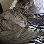 Ace is registered to the contest to win money with this photo: animal, bed, bedding, cat, cute, domestic_cat, ears, feline, fluffy, gray_cat, indoor, long_hair, looking, paw, pet, relaxed, resting, striped, tail, whiskers