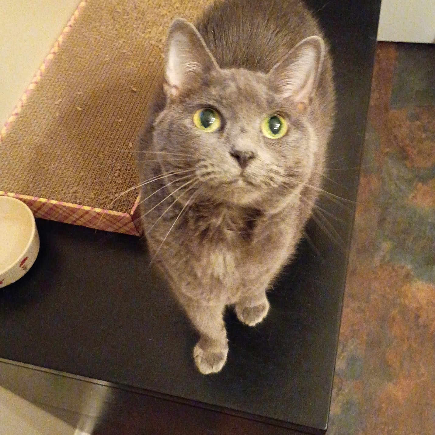 Ava joined the competition — help win amazing prizes! cat, gray_cat, green_eyes, scratching_pad, bowl, table, floor, basket, indoor, pet, feline, looking_up, whiskers, curious, domestic_animal, close_up, fur, home, black_surface, tile_floor