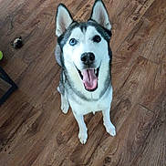 Koda is registered to the contest to win money with this photo: dog, siberian_husky, heterochromia, blue_eye, brown_eye, pet, tongue_out, happy, smiling, indoor, wooden_floor, toy, playful, canine, animal, mammal, fur, ears, looking_up, floor