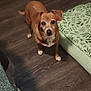 Sweetie is registered to the contest to win money with this photo: animal, architecture, canine, couch, cushion, dog, face, furniture, hardwood, head, homedecor, hound, indoors, interiordesign, person, pet, photography, portrait, puppy, wood