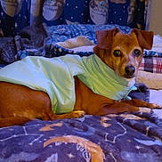 Sweetie is registered to the contest to win money with this photo: animal, baby_yoda, bed, blanket, brown_dog, canine, celestial_pattern, comfortable, cozy, curtain, cute, dog, furry_pet, green_jacket, indoor, moon, nighttime_theme, pet, resting, stars