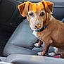 Sweetie is registered to the contest to win money with this photo: brown_dog, car_interior, center_console, collar, curious, daylight, dog, door, food, front_seat, leather_seat, paper_bag, pet, reflection, seat, small_dog, snack, sunlight, white_paws, window