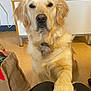 dog, golden_retriever, paw, indoor, pet, animal, canine, fur, collar, domestic, companion, friendly, looking, brown_eyes, kneeling, floor, cabinet, burlap_bag, home, cute