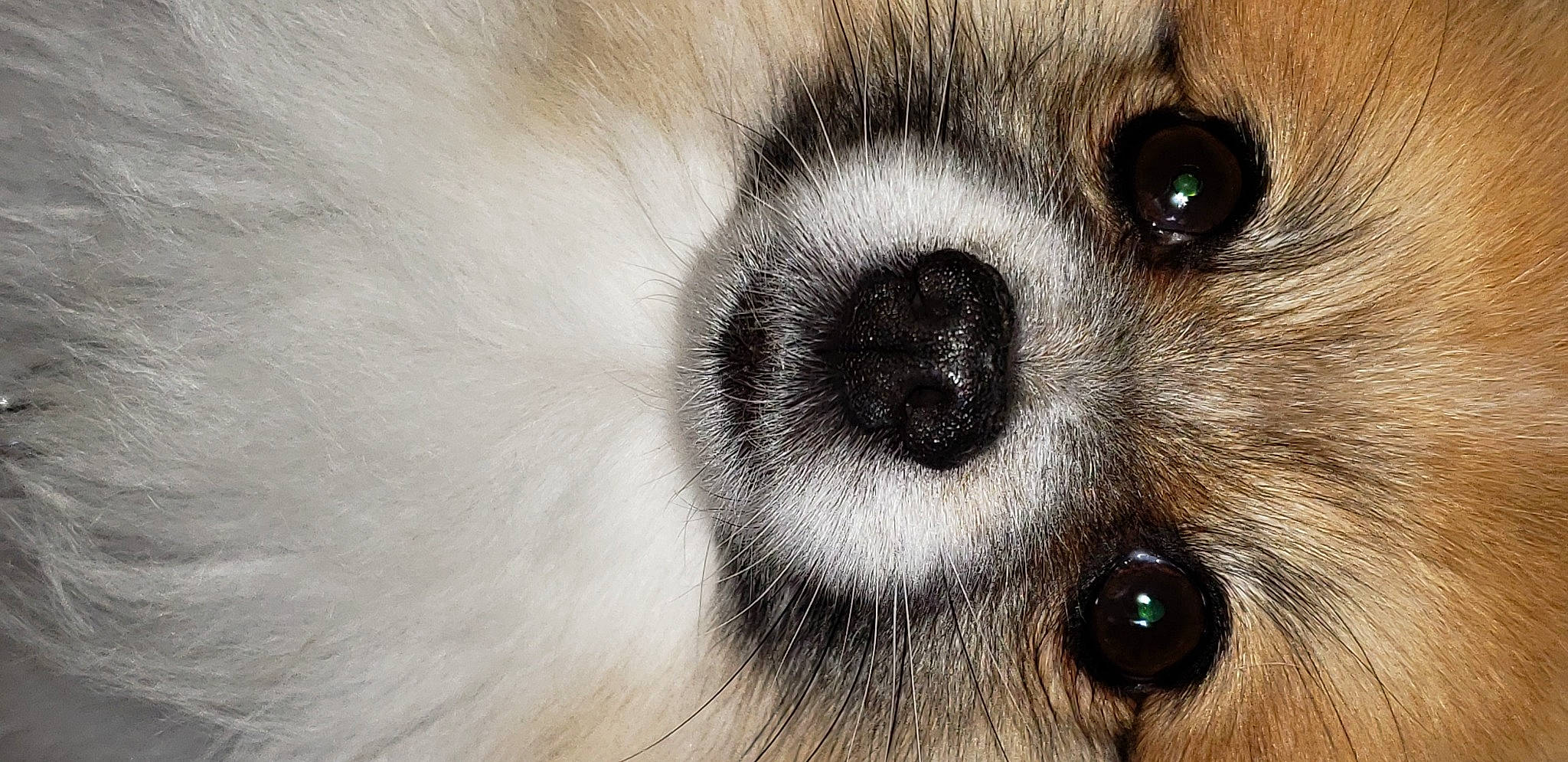 Max joined the competition — help win amazing prizes! art, audio_equipment, canidae, carnivore, companion_dog, dog, dog_breed, ear, eyelash, fawn, fur, macro_photography, monochrome, snout, sporting_group, terrestrial_animal, toy_dog, whiskers, wildlife, working_animal