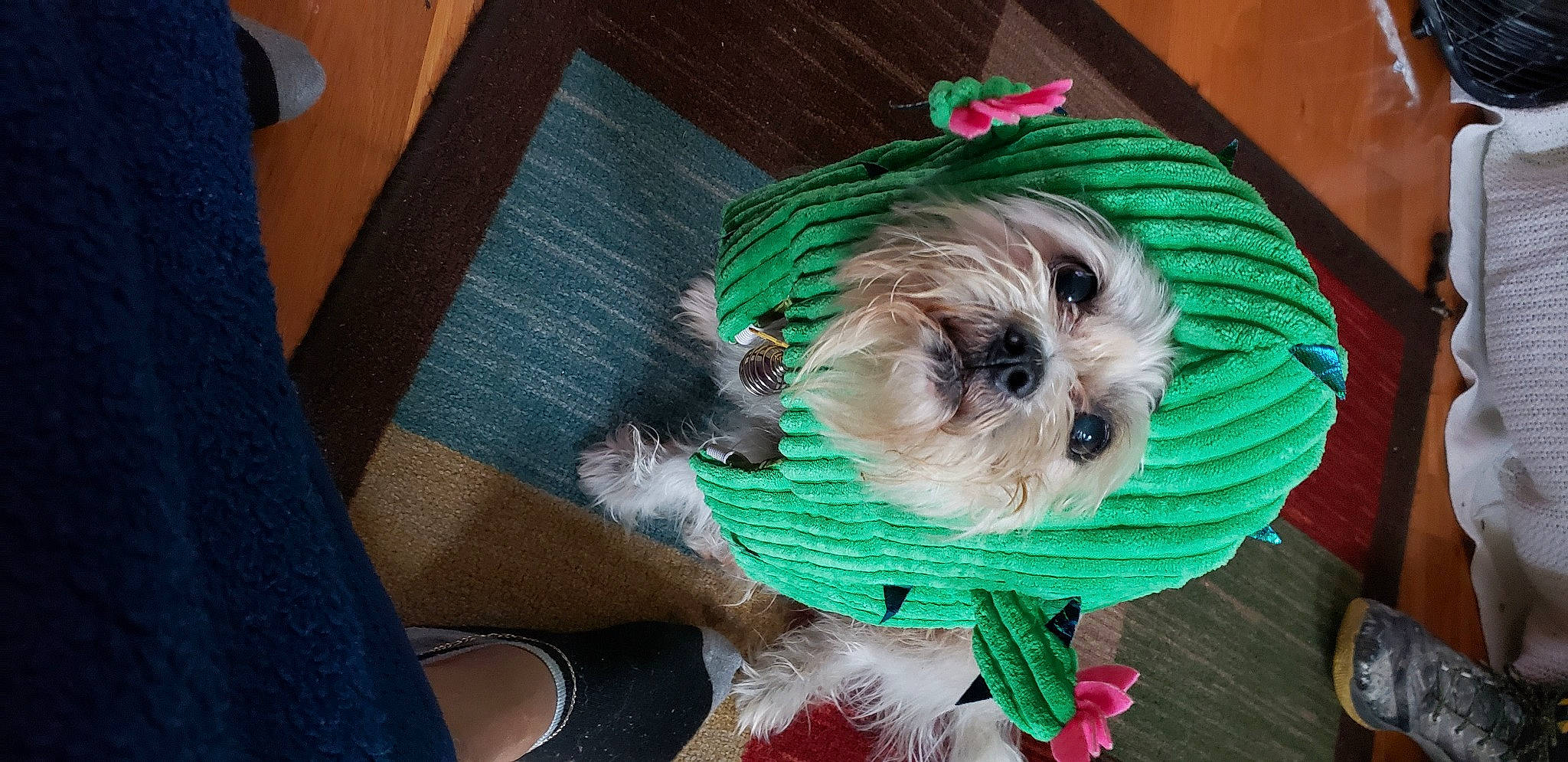 Ceasar is registered to the contest to win money with this photo: canidae, carnivore, christmas, collar, companion_dog, dog, dog_breed, dog_clothes, dog_supply, fawn, fictional_character, green, holiday, pet_supply, plant, small_terrier, snout, sporting_group, toy_dog, working_animal