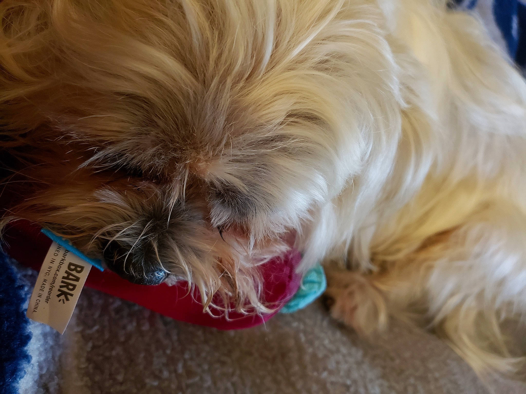 Ceasar joined the competition — help win amazing prizes! australian_terrier, canidae, carnivore, companion_dog, dog, dog_breed, dog_supply, fawn, fur, liver, pet_supply, small_terrier, snout, sporting_group, terrier, toy_dog, water_dog, whiskers, working_animal, yorkipoo