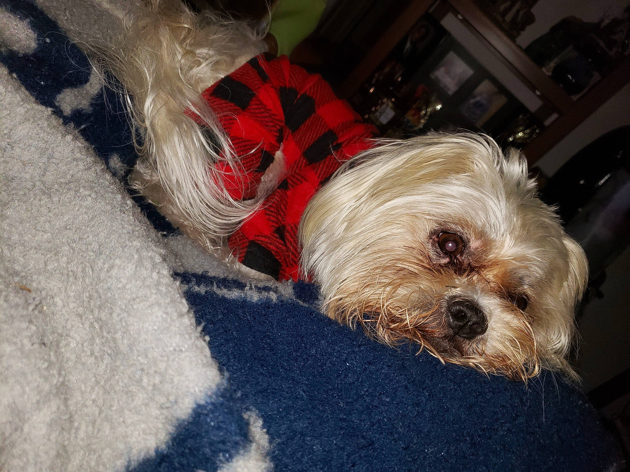 Ceasar joined the competition — help win amazing prizes! canidae, carnivore, companion_dog, dog, dog_breed, dog_clothes, dog_collar, dog_supply, fur, liver, pet_supply, poodle_crossbreed, puppy_love, small_terrier, snout, sporting_group, terrier, toy_dog, working_animal, yorkipoo