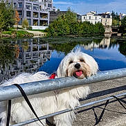 Dodji participe au concours pour gagner de l'argent avec cette photo : architecture, blue_sky, building, cityscape, dog, fluffy, leash, long_hair, outdoor, park, pet, pond, portrait, railing, reflection, small_dog, sunny, tongue_out, waterfront, white_dog