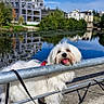 architecture, blue_sky, building, cityscape, dog, fluffy, leash, long_hair, outdoor, park, pet, pond, portrait, railing, reflection, small_dog, sunny, tongue_out, waterfront, white_dog