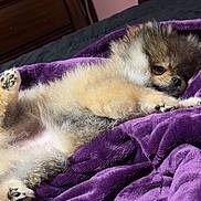 Rumi is registered to the contest to win money with this photo: dog, puppy, fluffy, bedroom, blanket, purple, cozy, resting, cute, indoor, fur, paw, small_dog, lying_down, sleepy, wooden_furniture, pink_wall, soft_texture, pet, relaxed