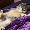 dog, puppy, fluffy, bedroom, blanket, purple, cozy, resting, cute, indoor, fur, paw, small_dog, lying_down, sleepy, wooden_furniture, pink_wall, soft_texture, pet, relaxed