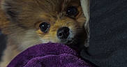 Rumi joined the competition — help win amazing prizes! dog, puppy, fluffy, blanket, purple, cushion, black, face, pet, cozy, indoor, cute, fur, small_dog, resting, looking, nose, ears, closeup, warm