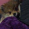 dog, puppy, fluffy, blanket, purple, cushion, black, face, pet, cozy, indoor, cute, fur, small_dog, resting, looking, nose, ears, closeup, warm