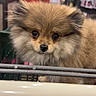 Rumi joined the competition — help win amazing prizes! dog, puppy, shopping_cart, fluffy, brown_fur, pet, animal, indoor, store, people, blurred_background, cute, small, face, fur, ears, nose, eyes, closeup, front_view
