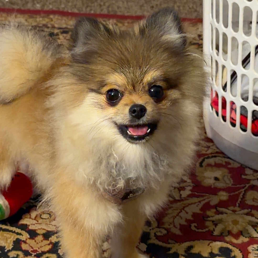 Rumi joined the competition — help win amazing prizes! dog, pomernian, fluffy, small_dog, indoor, carpet, patterned_rug, laundry_basket, pet, smiling, happy, animal, fur, cute, domestic, canine, standing, mouth_open, ears_up, toy