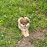 Rumi is registered to the contest to win money with this photo: dog, puppy, pomeranian, grass, outdoor, nature, cute, animal, pet, fluffy, small, tongue_out, greenery, ground, playful, young, fur, adorable, lying_down, park