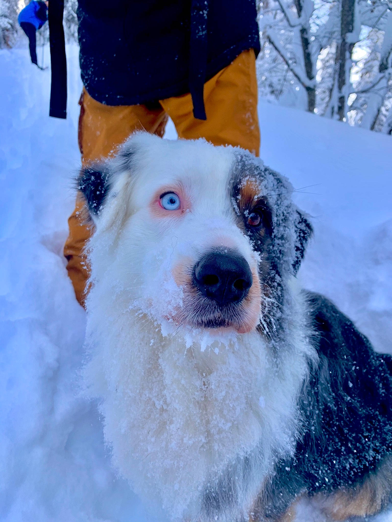 Joke participe au concours pour gagner de l'argent avec cette photo : blue, canidae, carnivore, companion_dog, dog, dog_breed, electric_blue, fawn, freezing, fur, gesture, playing_in_the_snow, sleeve, snout, snow, sporting_group, whiskers, white, winter, working_animal