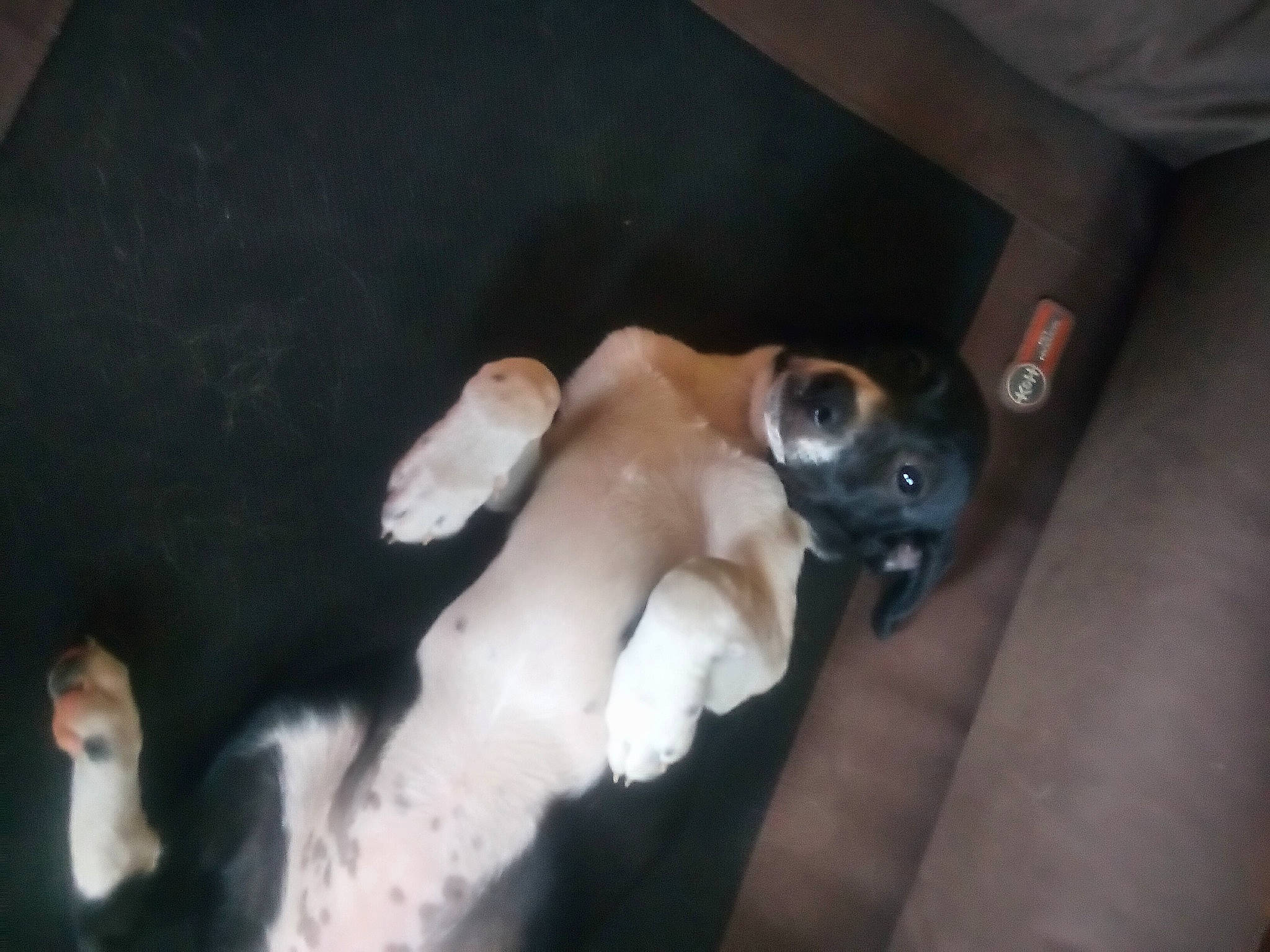 Bella joined the competition — help win amazing prizes! auto_part, canidae, carnivore, companion_dog, dog, dog_breed, fawn, felidae, fur, non_sporting_group, paw, puppy, snout, sporting_group, tail, working_animal