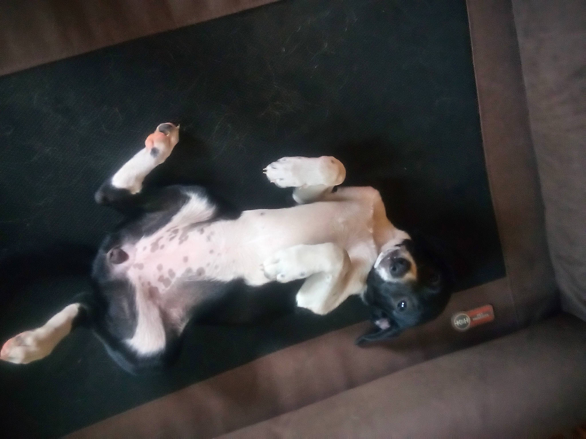 Bella is registered to the contest to win money with this photo: art, canidae, carnivore, comfort, companion_dog, couch, dog, dog_breed, fawn, floor, flooring, foot, hardwood, human_leg, room, sporting_group, still_life_photography, tail, visual_arts, wood