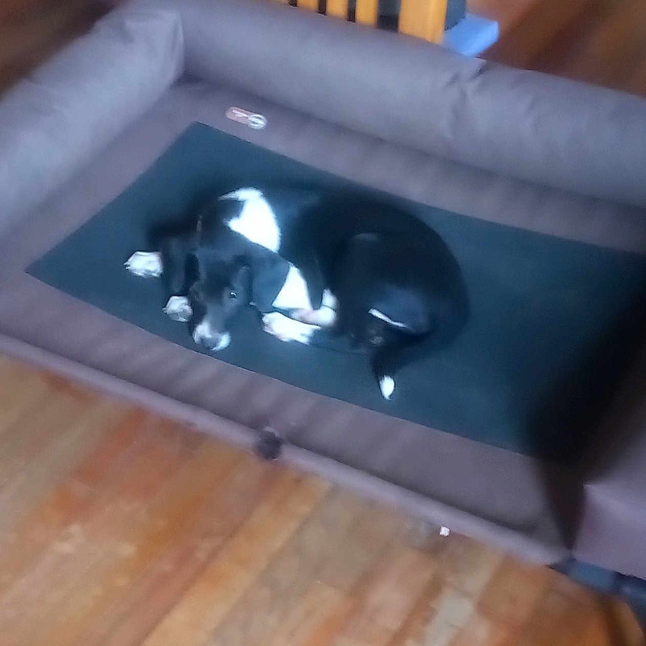 Bella is registered to the contest to win money with this photo: audio_equipment, comfort, flooring, gadget, gas, hardwood, laminate_flooring, multimedia, plank, plastic, plywood, rectangle, room, toy, varnish, wood, wood_flooring, wood_stain, wrist