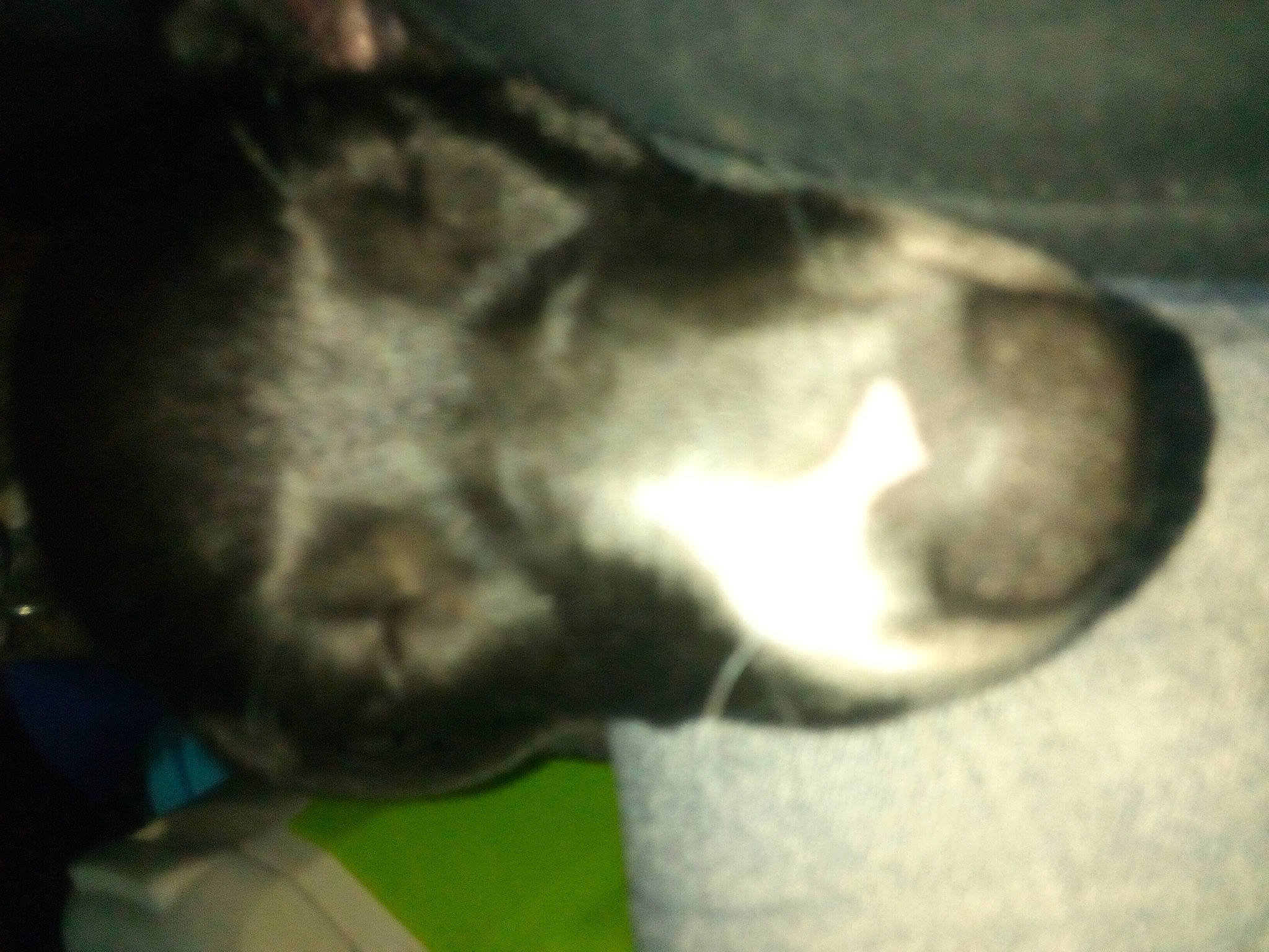 Bella is registered to the contest to win money with this photo: canidae, carnivore, dog_breed, ear, eye, felidae, foot, fur, gesture, human_body, human_leg, jaw, musical_instrument, paw, radiography, small_to_medium_sized_cats, snout, sporting_group, tail, whiskers