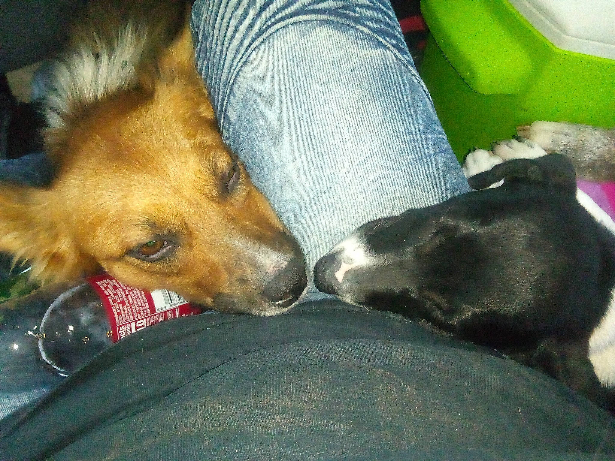 Harley Quinn is registered to the contest to win money with this photo: canidae, carnivore, chair, clock, comfort, companion_dog, couch, dog, dog_breed, dog_supply, foot, fur, human_leg, lap, nap, paw, sitting, sporting_group, whiskers