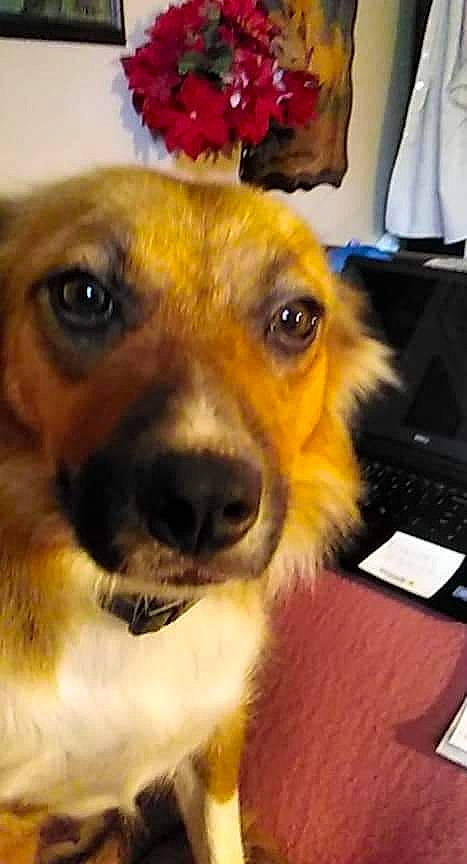 Harley Quinn joined the competition — help win amazing prizes! carnivore, companion_dog, computer_keyboard, dog, dog_breed, ear, eye, fawn, fur, head, input_device, mammal, paw, plant, puppy_love, rose, selfie, snout, sporting_group, whiskers