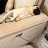Vicking participe au concours pour gagner de l'argent avec cette photo : animal, canine, charging_cable, couch, cozy, cute, dog, domestic, floor, furniture, home, indoor, leather, nap, pet_bed, pillow, pug, relaxing, resting, sleeping