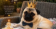 Vicking participe au concours pour gagner de l'argent avec cette photo : animal, birthday_cake, bow_tie, candle, celebration, chalkboard, crown, cushion, dog, flowers, garden, golden_light, outdoor, party, pet, pug, string_lights, table, text_overlay, wicker_chair