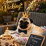 animal, birthday_cake, bow_tie, candle, celebration, chalkboard, crown, cushion, dog, flowers, garden, golden_light, outdoor, party, pet, pug, string_lights, table, text_overlay, wicker_chair