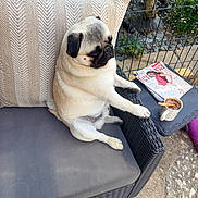 Vicking participe au concours pour gagner de l'argent avec cette photo : animal, chair, cup, cushion, cute, daylight, dog, fence, furniture, garden, leisure, magazine, outdoor, pet, portrait, pug, relaxed, sitting, stone_floor, table