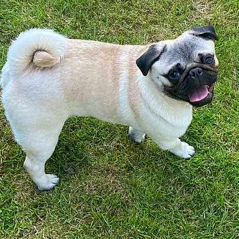 Vicking participe au concours pour gagner de l'argent avec cette photo : animal, canine, companion, curled_tail, cute, dog, friendly, grass, greenery, happy, looking_back, mammal, nature, outdoor, pet, playful, pug, small_dog, sunlight, tongue_out