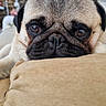 Vicking participe au concours pour gagner de l'argent avec cette photo : beige, canine, close_up, cozy, cushion, dog, expression, eyes, face, fur, home, indoor, nose, pet, portrait, pug, relaxing, resting, sofa, whiskers