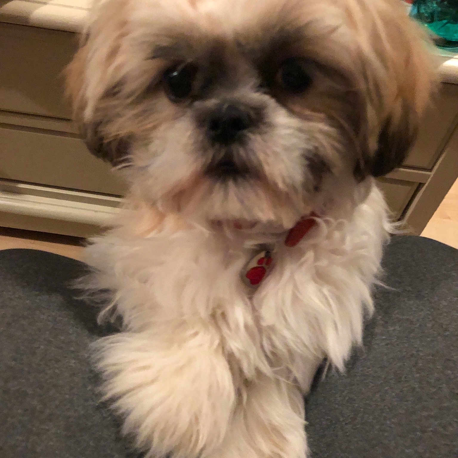 Bonita is registered to the contest to win money with this photo: canidae, carnivore, chinese_imperial_dog, companion_dog, dog, dog_breed, kyi_leo, lhasa_apso, lowchen, mal_shi, maltepoo, mammal, morkie, pekapoo, puppy, schnoodle, shih_poo, shih_tzu, snout, vertebrate