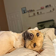 Harley joined the competition — help win amazing prizes! animal, bed, bedroom, blanket, canine, comfort, cozy, cute, dog, domestic_animal, ears, fur, golden_retriever, indoor, lying_down, pet, relaxed, resting, snout, soft_light