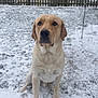 animal, background, canine, cold, daylight, dog, eyes, fence, fur, labrador_retriever, mammal, nature, outdoor, paw, pet, portrait, quiet, sitting, snow, winter