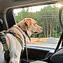 Harley joined the competition — help win amazing prizes! animal, canine, car_interior, collar, daylight, dog, forest, harness, leash, looking_out, nature, outdoor, pet, restraint, roadside, seatbelt, side_view, travel, trees, window