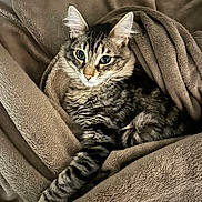 Loki participe au concours pour gagner de l'argent avec cette photo : alert, animal, blanket, cat, comfort, cozy, cute, ears, feline, fur, indoor, paw, pet, relaxed, resting, sleepy, soft, striped, tabby, whiskers