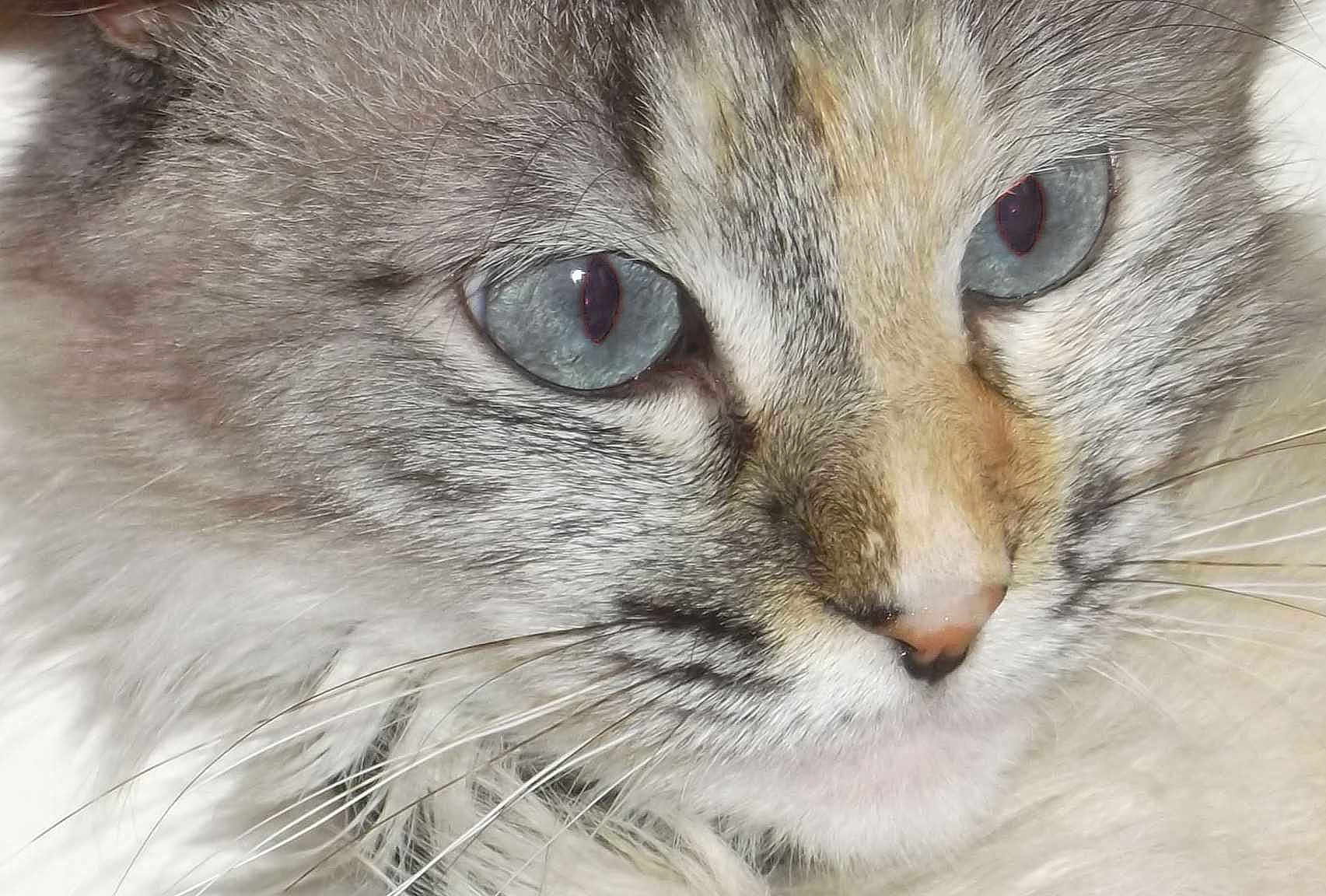 Câline