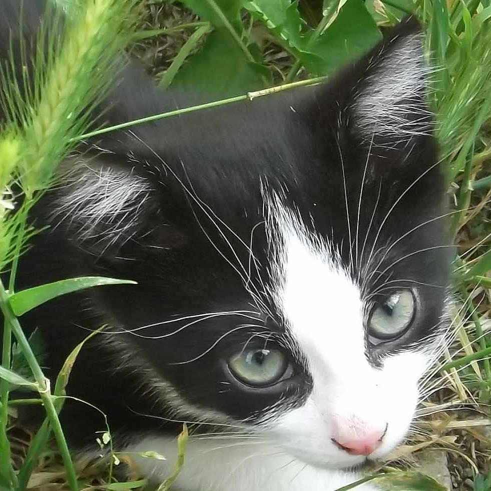 Minou participe au concours pour gagner de l'argent avec cette photo :