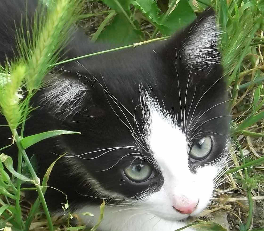 Minou