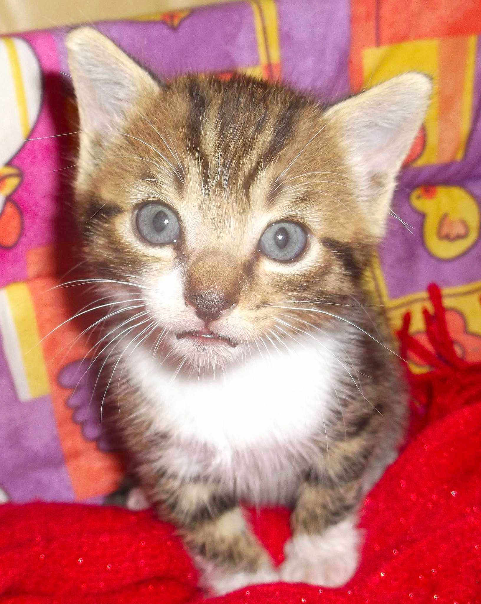 Tigrou