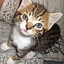 Tigrou participe au concours pour gagner de l'argent avec cette photo :
