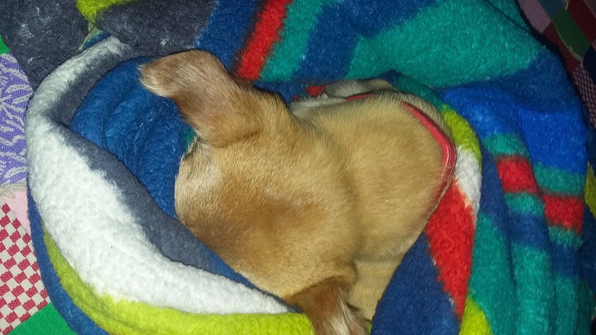 Scooter joined the competition — help win amazing prizes! canidae, carnivore, chihuahua, dog, dog_breed, fawn