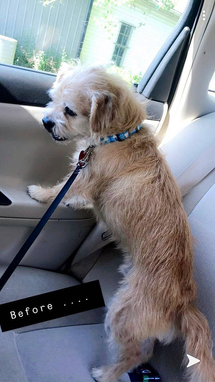 Scooter joined the competition — help win amazing prizes! canidae, carnivore, cavachon, cavapoo, cockapoo, companion_dog, dog, dog_breed, dutch_smoushond, goldendoodle, havanese, lhasa_apso, mammal, poodle_crossbreed, puppy, puppy_love, rare_breed_dog, schnoodle, sporting_group, vertebrate