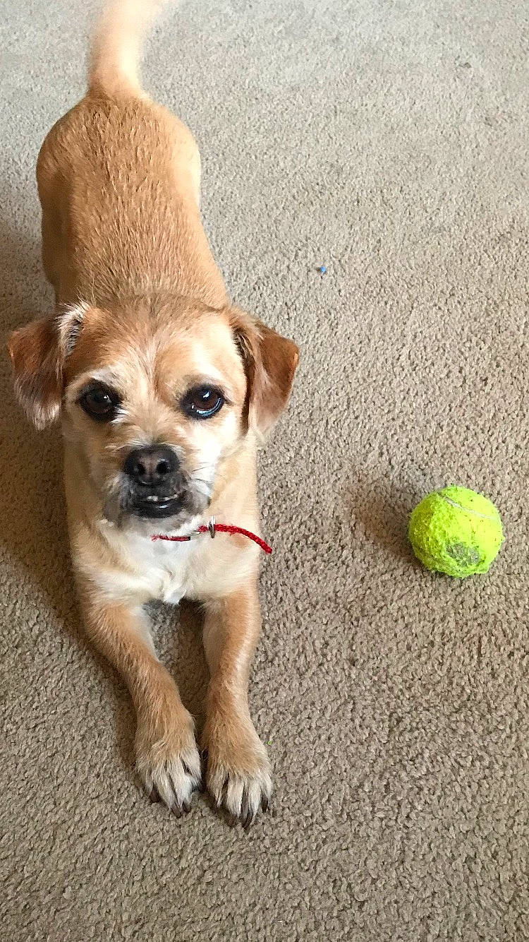 Scooter is registered to the contest to win money with this photo: ancient_dog_breeds, ball, border_terrier, canidae, carlin_pinscher, carnivore, companion_dog, dog, dog_breed, dog_toy, fawn, mammal, paw, puggle, puppy, rare_breed_dog, snout, sporting_group, street_dog, tennis_ball